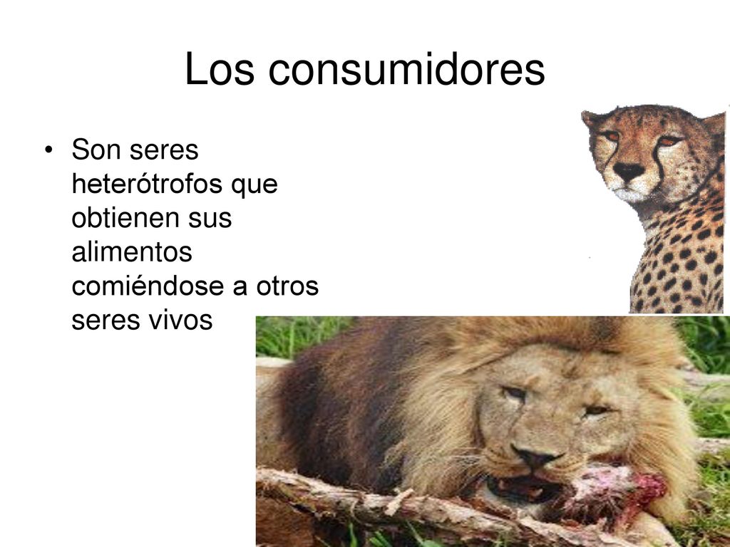 Los consumidores Son seres heterótrofos que obtienen sus alimentos comiéndose a otros seres vivos