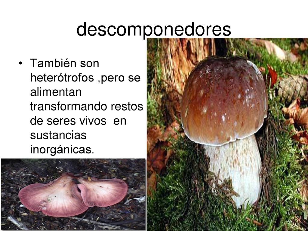 descomponedores También son heterótrofos ,pero se alimentan transformando restos de seres vivos en sustancias inorgánicas.