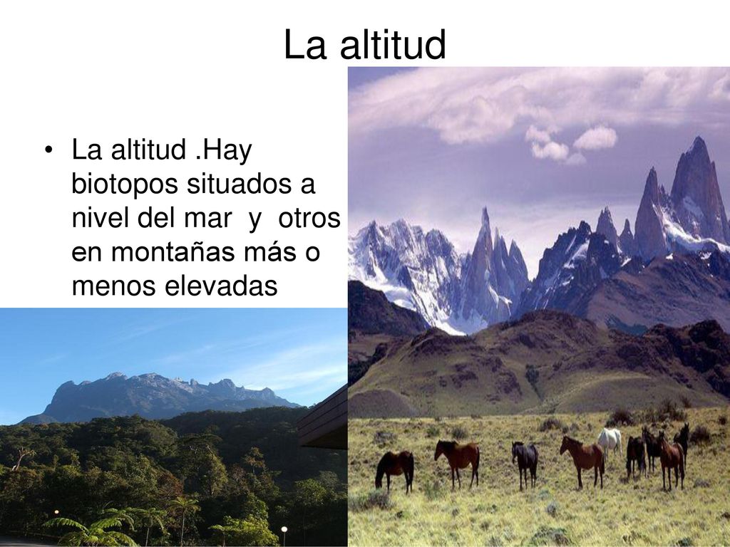 La altitud La altitud .Hay biotopos situados a nivel del mar y otros en montañas más o menos elevadas.