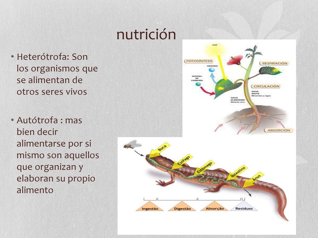 nutrición Heterótrofa: Son los organismos que se alimentan de otros seres vivos.