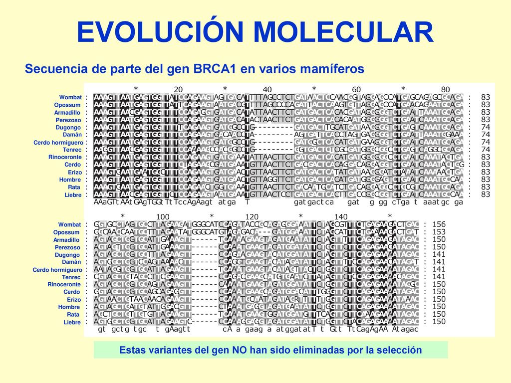 EVOLUCIÓN MOLECULAR Secuencia de parte del gen BRCA1 en varios mamíferos. Wombat. Opossum. Armadillo.