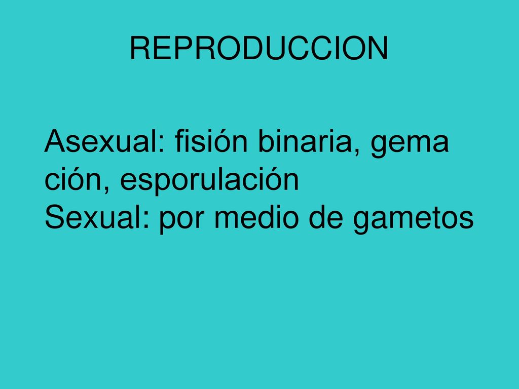 REPRODUCCION Asexual: fisión binaria, gema ción, esporulación Sexual: por medio de gametos
