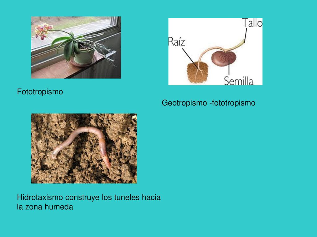 Fototropismo Geotropismo -fototropismo Hidrotaxismo construye los tuneles hacia la zona humeda