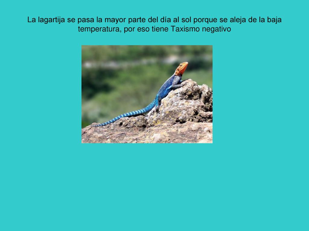 La lagartija se pasa la mayor parte del día al sol porque se aleja de la baja temperatura, por eso tiene Taxismo negativo