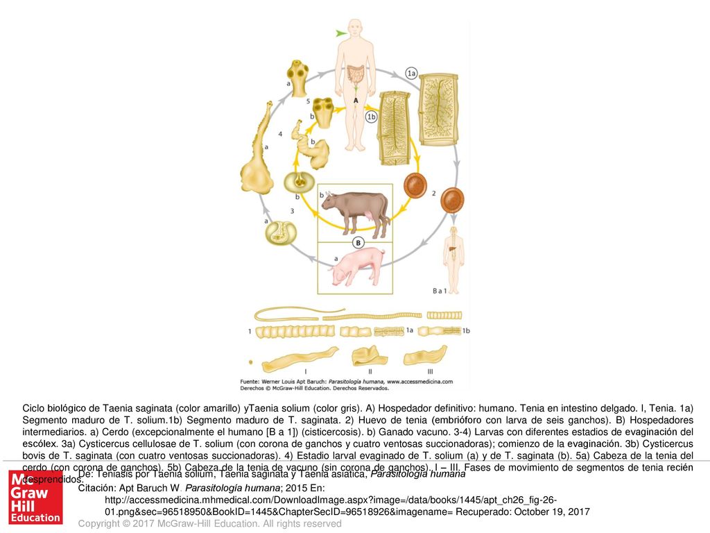 Ciclo biológico de Taenia saginata (color amarillo) yTaenia solium (color gris). A) Hospedador definitivo: humano. Tenia en intestino delgado. I, Tenia. 1a) Segmento maduro de T. solium.1b) Segmento maduro de T. saginata. 2) Huevo de tenia (embrióforo con larva de seis ganchos). B) Hospedadores intermediarios. a) Cerdo (excepcionalmente el humano [B a 1]) (cisticercosis). b) Ganado vacuno. 3-4) Larvas con diferentes estadios de evaginación del escólex. 3a) Cysticercus cellulosae de T. solium (con corona de ganchos y cuatro ventosas succionadoras); comienzo de la evaginación. 3b) Cysticercus bovis de T. saginata (con cuatro ventosas succionadoras). 4) Estadio larval evaginado de T. solium (a) y de T. saginata (b). 5a) Cabeza de la tenia del cerdo (con corona de ganchos). 5b) Cabeza de la tenia de vacuno (sin corona de ganchos). I – III. Fases de movimiento de segmentos de tenia recién desprendidos.