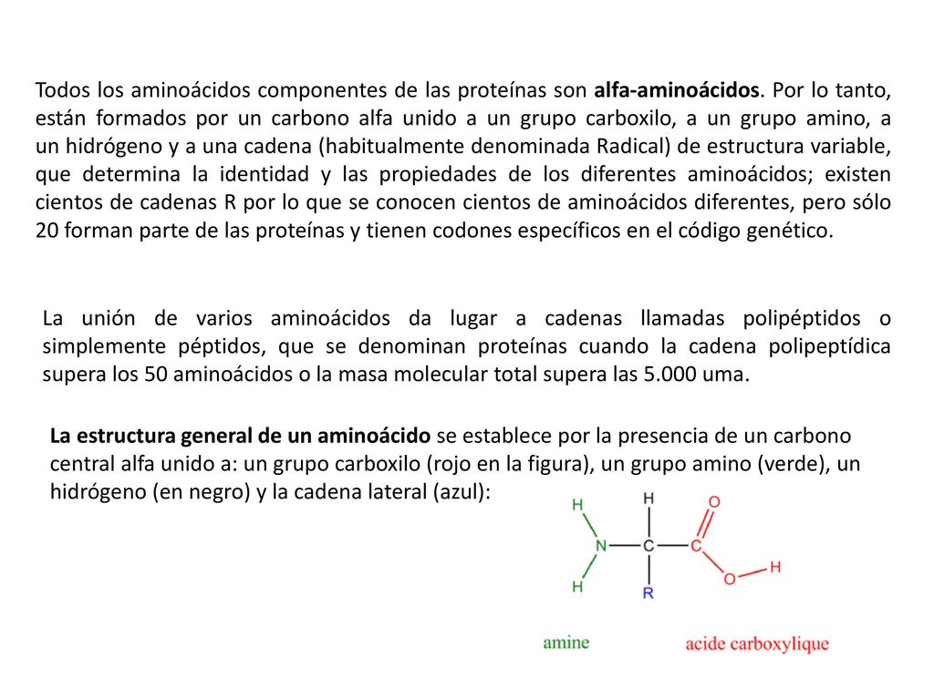 Todos los aminoácidos componentes de las proteínas son alfa-aminoácidos. Por lo tanto, están formados por un carbono alfa unido a un grupo carboxilo, a un grupo amino, a un hidrógeno y a una cadena (habitualmente denominada Radical) de estructura variable, que determina la identidad y las propiedades de los diferentes aminoácidos; existen cientos de cadenas R por lo que se conocen cientos de aminoácidos diferentes, pero sólo 20 forman parte de las proteínas y tienen codones específicos en el código genético.