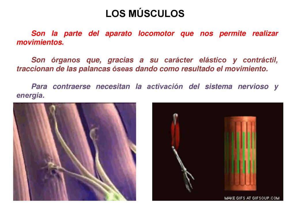 LOS MÚSCULOS Son la parte del aparato locomotor que nos permite realizar movimientos.