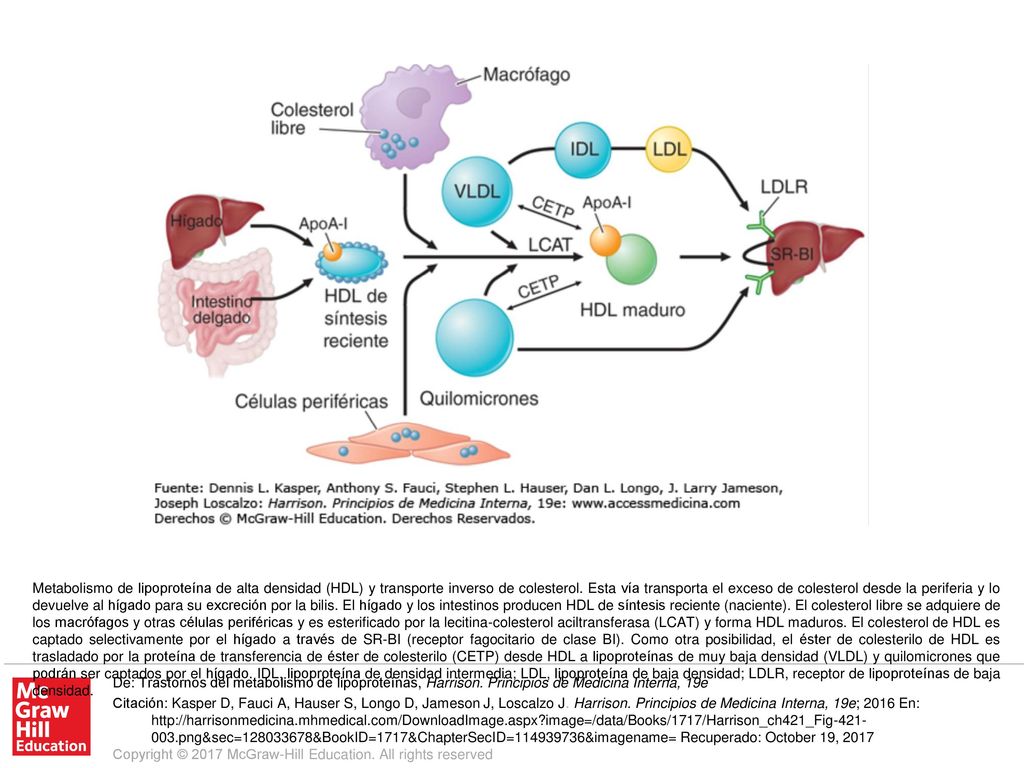 Metabolismo de lipoproteína de alta densidad (HDL) y transporte inverso de colesterol. Esta vía transporta el exceso de colesterol desde la periferia y lo devuelve al hígado para su excreción por la bilis. El hígado y los intestinos producen HDL de síntesis reciente (naciente). El colesterol libre se adquiere de los macrófagos y otras células periféricas y es esterificado por la lecitina-colesterol aciltransferasa (LCAT) y forma HDL maduros. El colesterol de HDL es captado selectivamente por el hígado a través de SR-BI (receptor fagocitario de clase BI). Como otra posibilidad, el éster de colesterilo de HDL es trasladado por la proteína de transferencia de éster de colesterilo (CETP) desde HDL a lipoproteínas de muy baja densidad (VLDL) y quilomicrones que podrán ser captados por el hígado. IDL, lipoproteína de densidad intermedia; LDL, lipoproteína de baja densidad; LDLR, receptor de lipoproteínas de baja densidad.