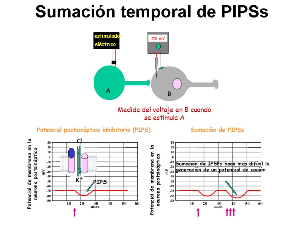 Sumación temporal de PIPSs