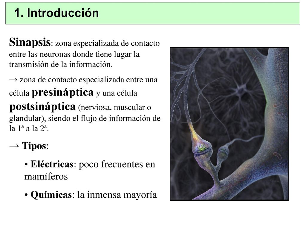 1. Introducción Sinapsis: zona especializada de contacto entre las neuronas donde tiene lugar la transmisión de la información.