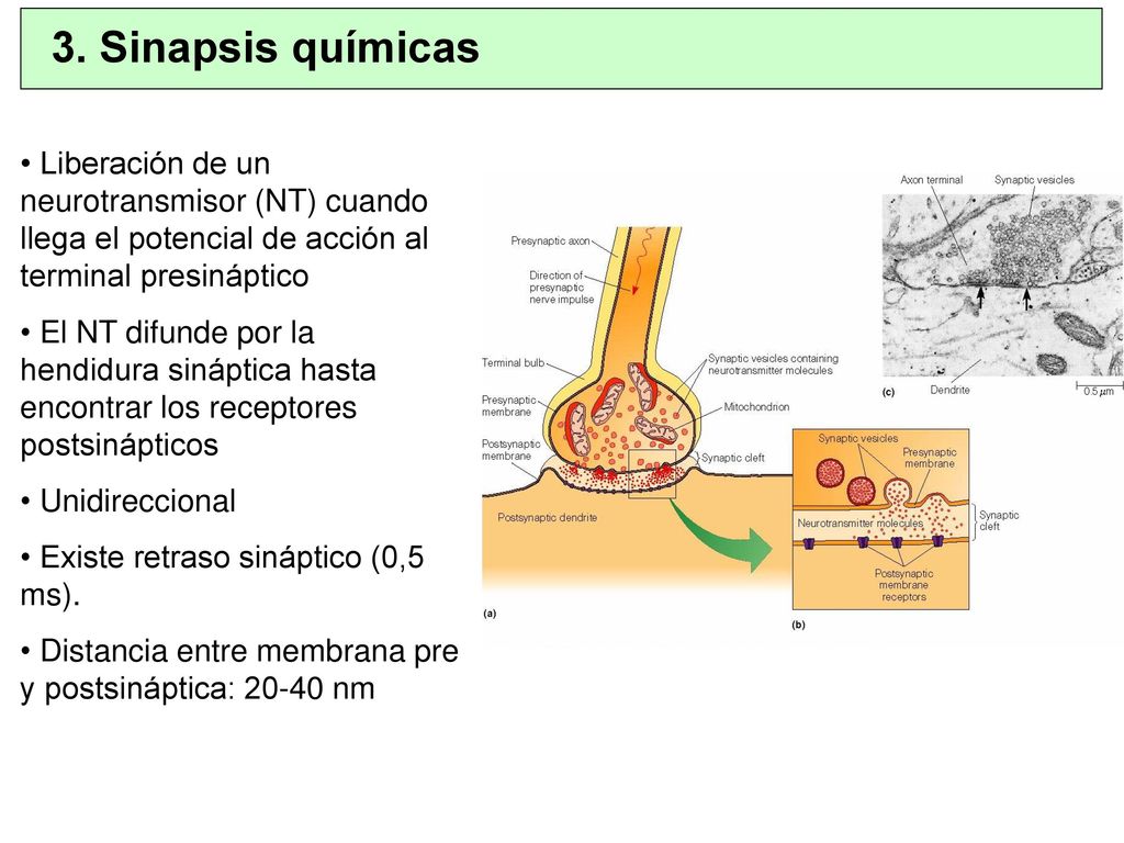 3. Sinapsis químicas Liberación de un neurotransmisor (NT) cuando llega el potencial de acción al terminal presináptico.