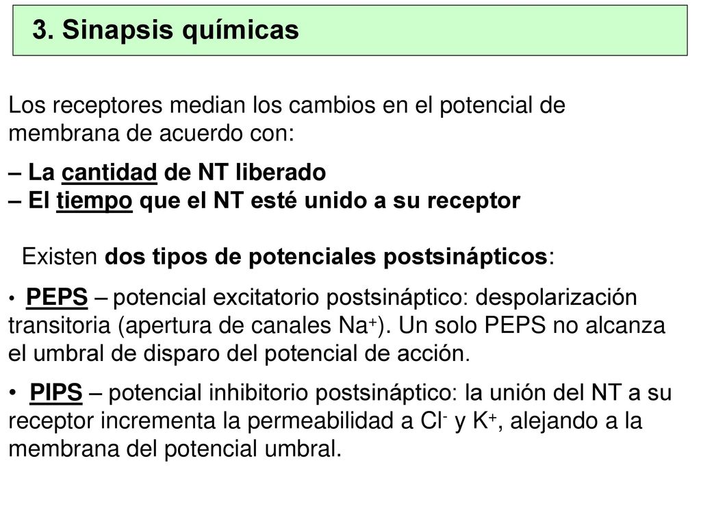 3. Sinapsis químicas Los receptores median los cambios en el potencial de membrana de acuerdo con: – La cantidad de NT liberado.