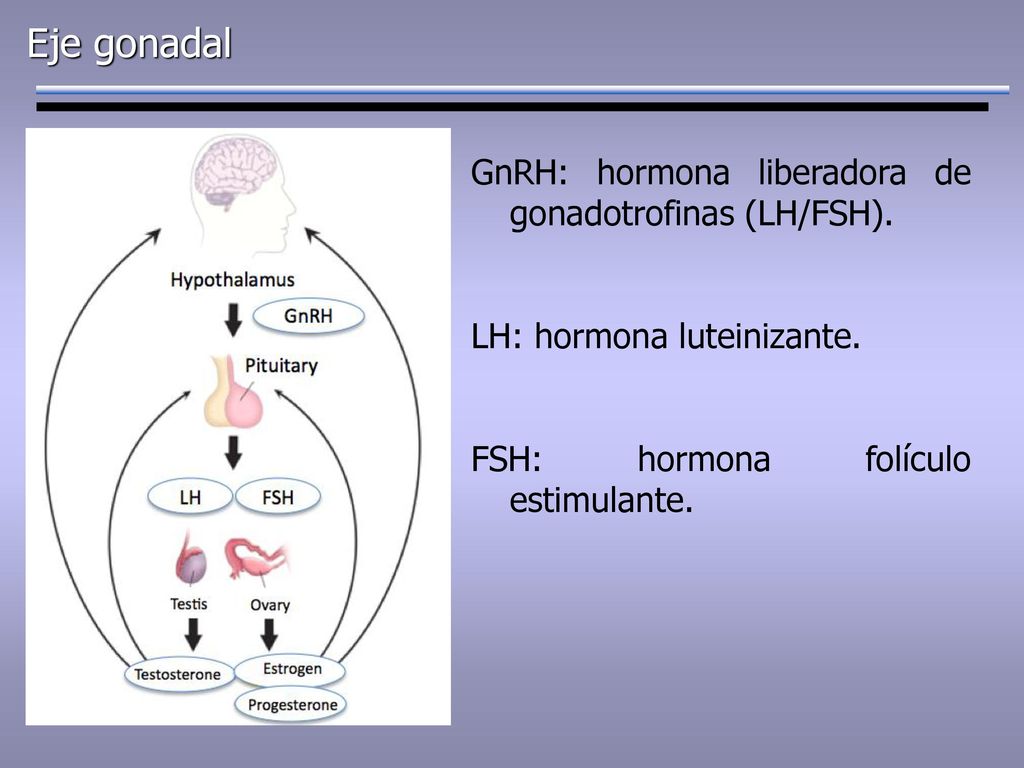 Eje gonadal GnRH: hormona liberadora de gonadotrofinas (LH/FSH).