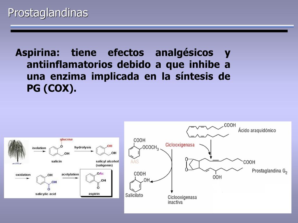 Prostaglandinas Aspirina: tiene efectos analgésicos y antiinflamatorios debido a que inhibe a una enzima implicada en la síntesis de PG (COX).