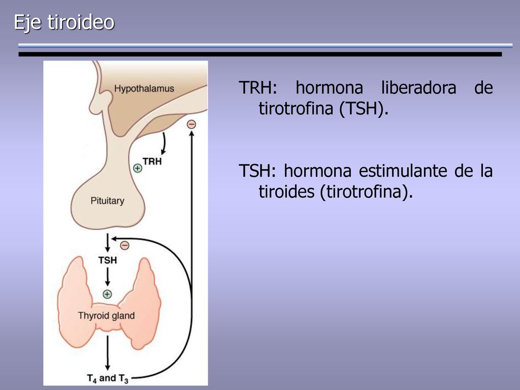 Eje tiroideo TRH: hormona liberadora de tirotrofina (TSH).