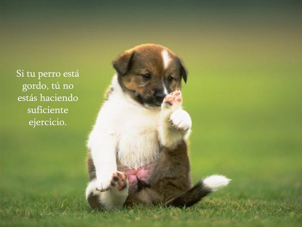 Si tu perro está gordo, tú no estás haciendo suficiente ejercicio.
