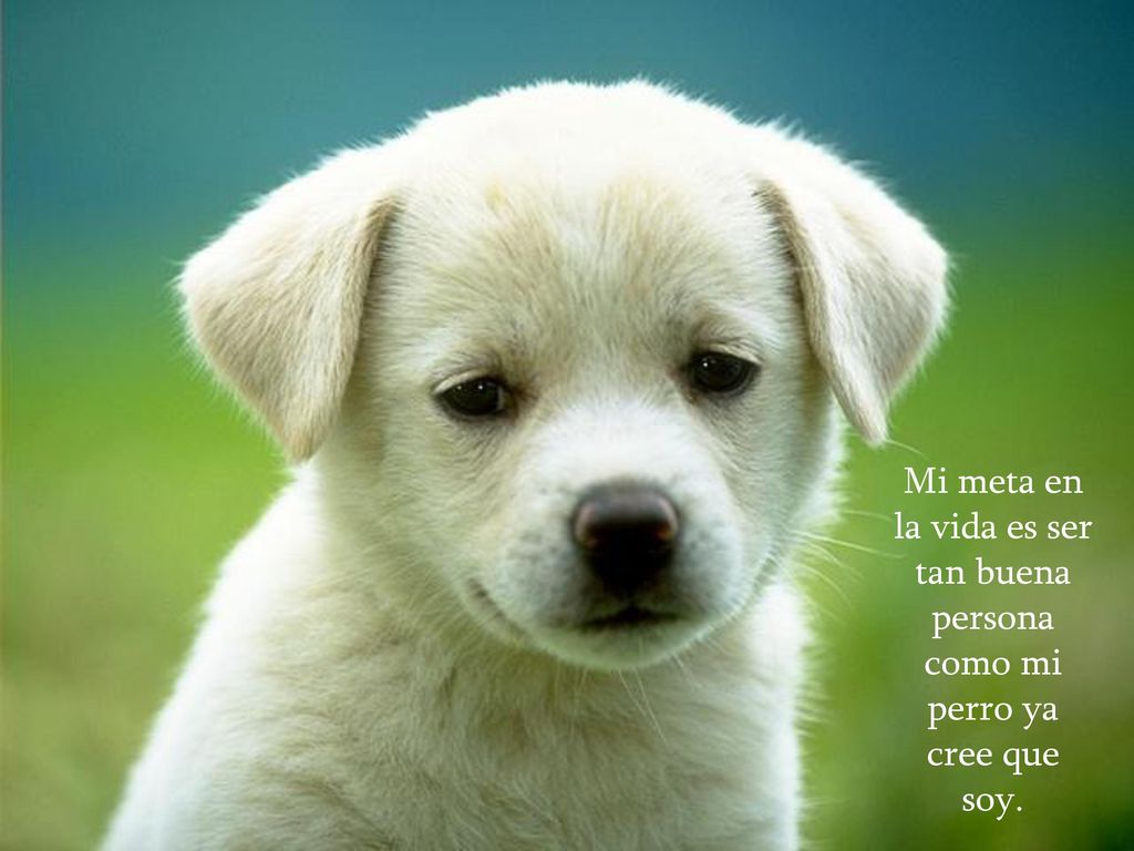 Mi meta en la vida es ser tan buena persona como mi perro ya cree que soy.