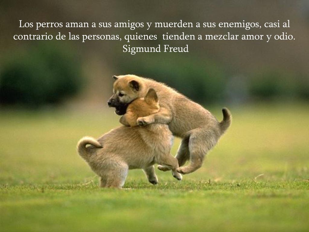 Los perros aman a sus amigos y muerden a sus enemigos, casi al contrario de las personas, quienes tienden a mezclar amor y odio.