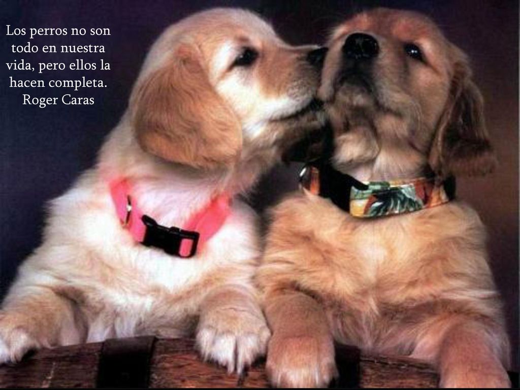 Los perros no son todo en nuestra vida, pero ellos la hacen completa.