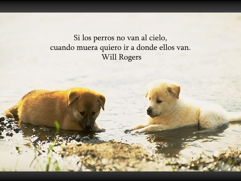 Si los perros no van al cielo, cuando muera quiero ir a donde ellos van.