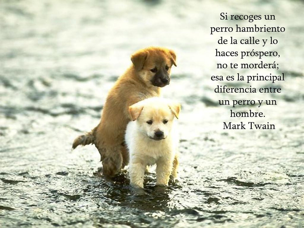 esa es la principal diferencia entre un perro y un hombre.