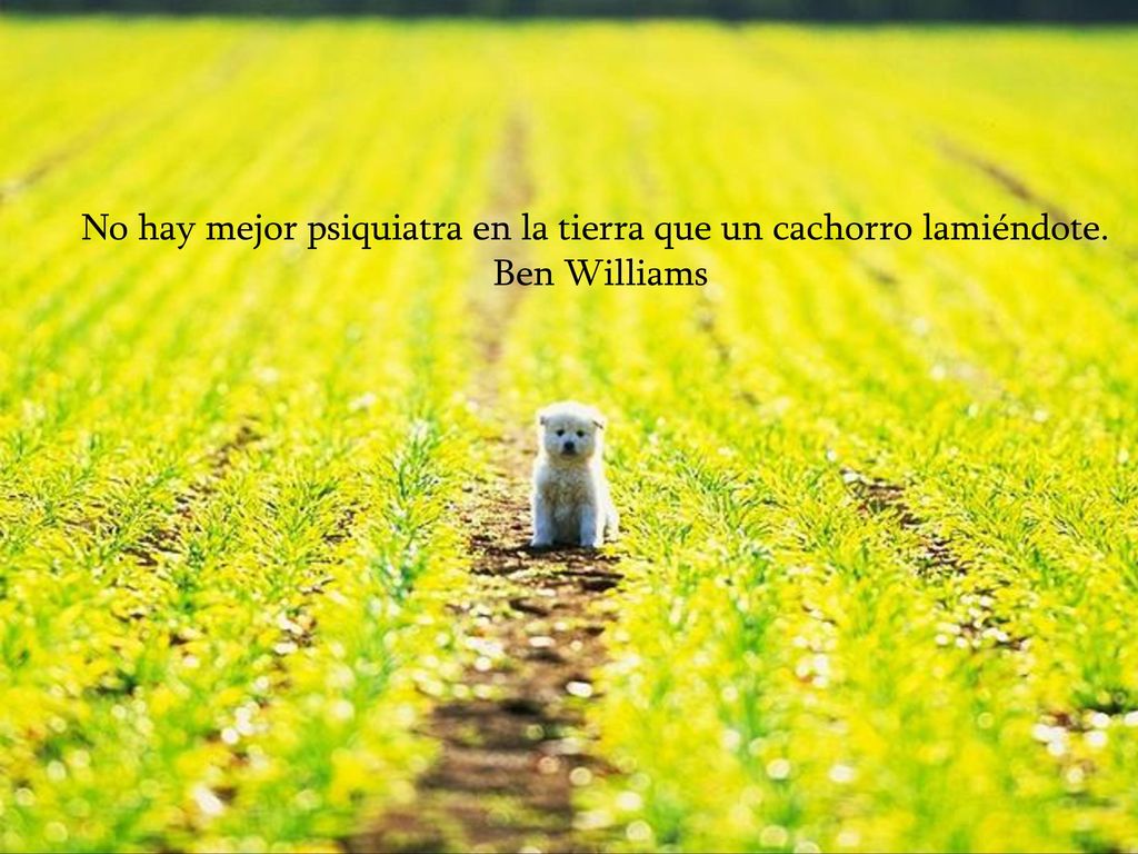 No hay mejor psiquiatra en la tierra que un cachorro lamiéndote.