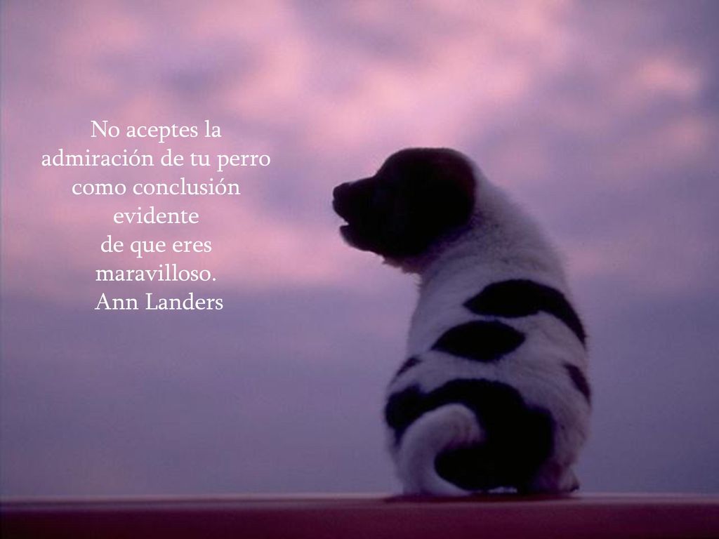 No aceptes la admiración de tu perro como conclusión evidente