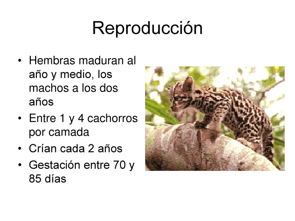 Reproducción Hembras maduran al año y medio, los machos a los dos años