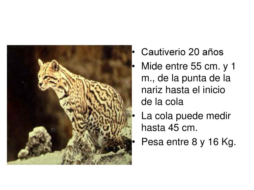 Cautiverio 20 años Mide entre 55 cm. y 1 m., de la punta de la nariz hasta el inicio de la cola. La cola puede medir hasta 45 cm.