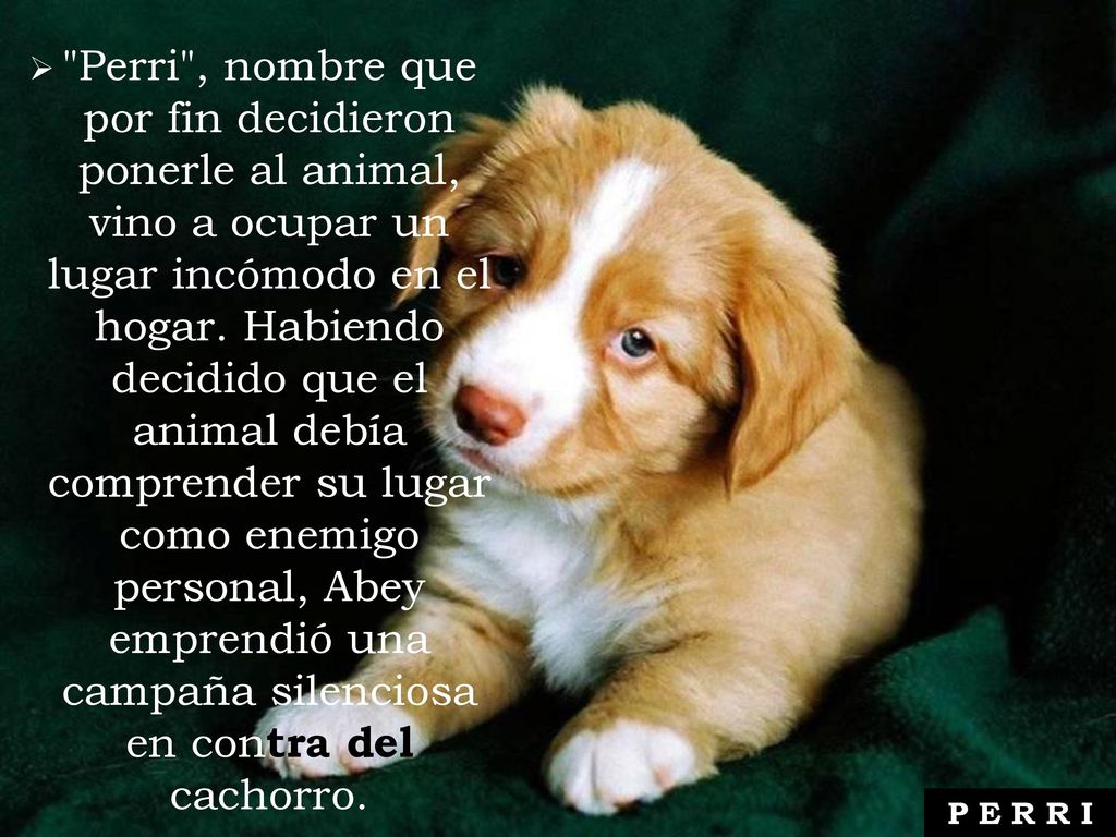 Perri , nombre que por fin decidieron ponerle al animal, vino a ocupar un lugar incómodo en el hogar. Habiendo decidido que el animal debía comprender su lugar como enemigo personal, Abey emprendió una campaña silenciosa en contra del cachorro.