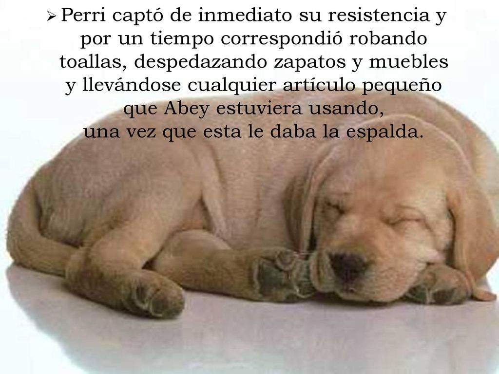 Perri captó de inmediato su resistencia y por un tiempo correspondió robando toallas, despedazando zapatos y muebles y llevándose cualquier artículo pequeño que Abey estuviera usando, una vez que esta le daba la espalda.