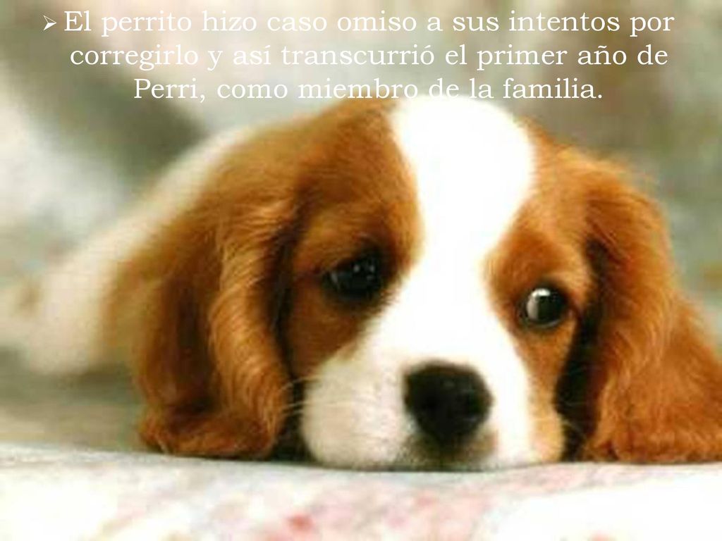 El perrito hizo caso omiso a sus intentos por corregirlo y así transcurrió el primer año de Perri, como miembro de la familia.