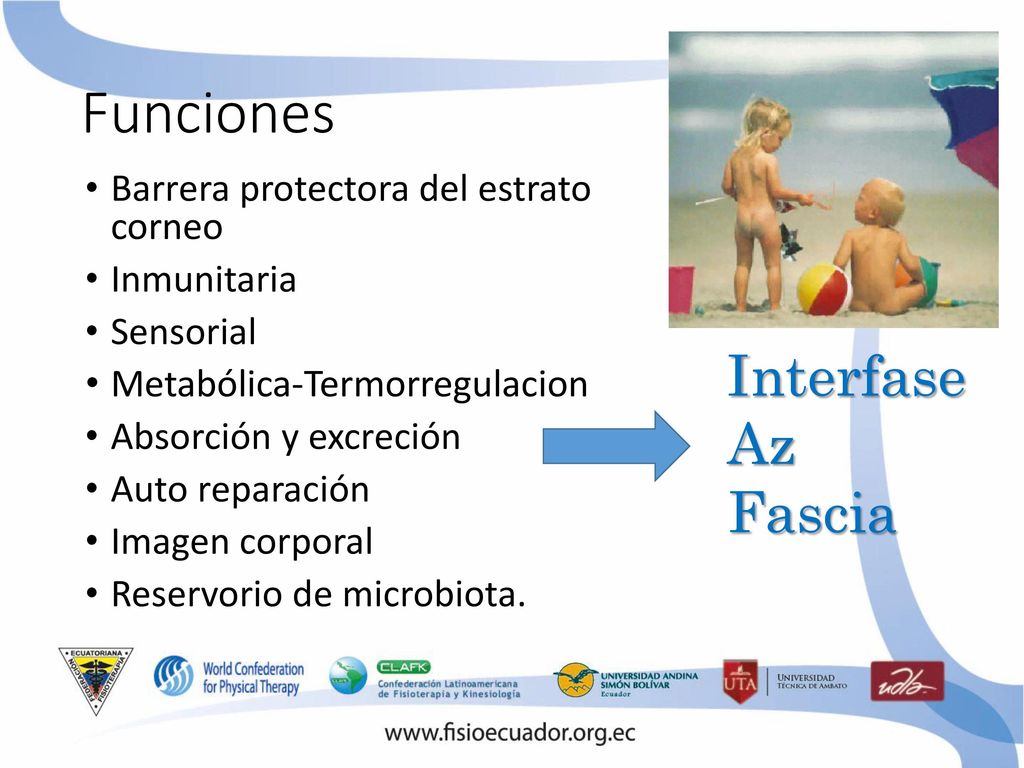 Funciones Interfase Az Fascia Barrera protectora del estrato corneo