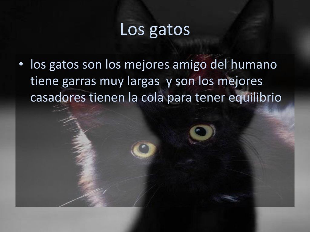 Los gatos los gatos son los mejores amigo del humano tiene garras muy largas y son los mejores casadores tienen la cola para tener equilibrio.