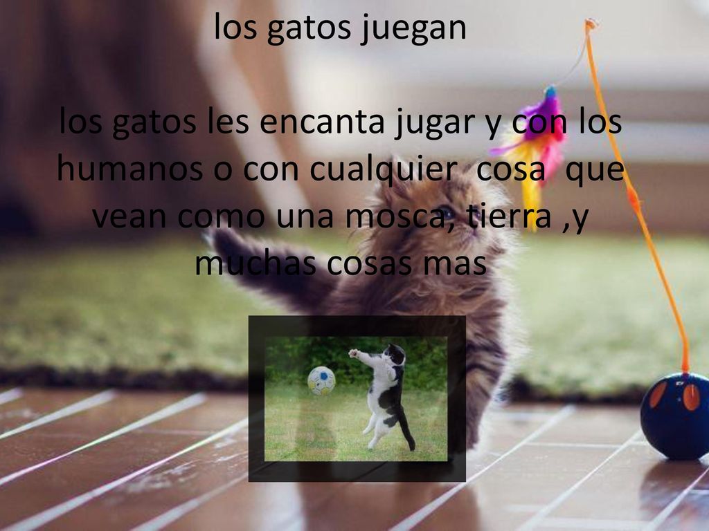 los gatos juegan los gatos les encanta jugar y con los humanos o con cualquier cosa que vean como una mosca, tierra ,y muchas cosas mas