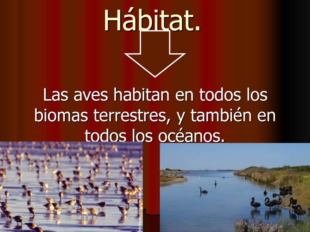 Hábitat. Las aves habitan en todos los biomas terrestres, y también en todos los océanos.