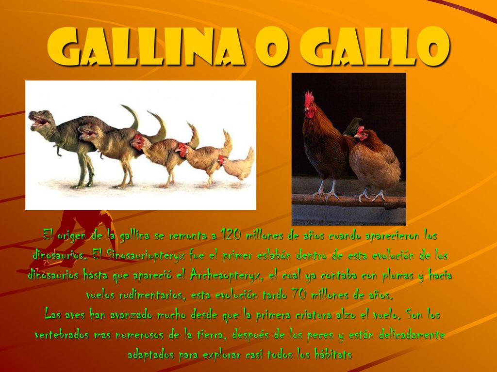 GALLINA O GALLO El origen de la gallina se remonta a 120 millones de años cuando aparecieron los.