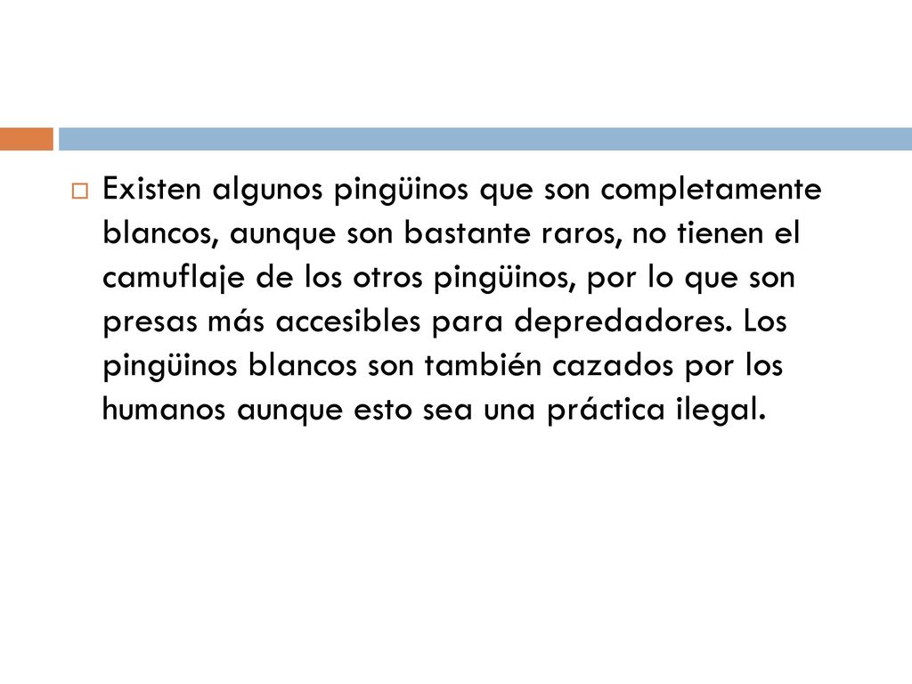 Existen algunos pingüinos que son completamente blancos, aunque son bastante raros, no tienen el camuflaje de los otros pingüinos, por lo que son presas más accesibles para depredadores.