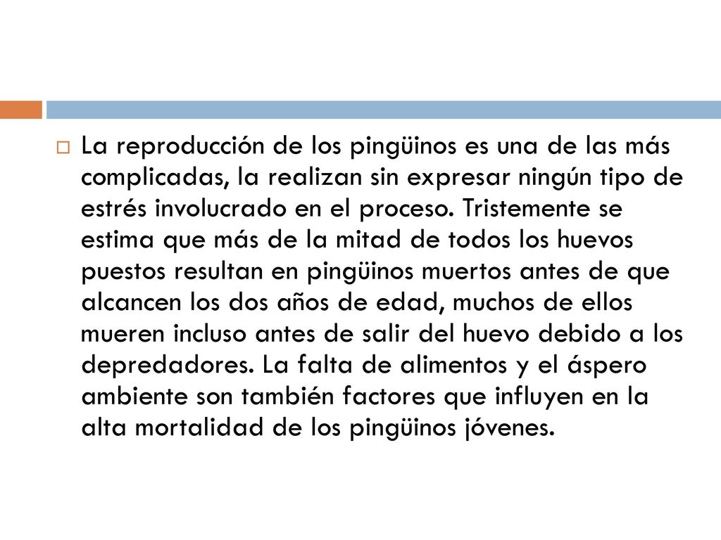La reproducción de los pingüinos es una de las más complicadas, la realizan sin expresar ningún tipo de estrés involucrado en el proceso.