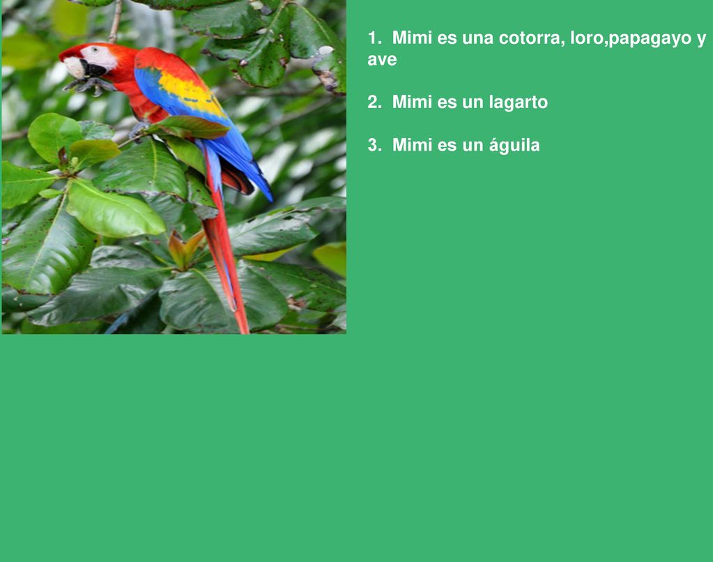 1. Mimi es una cotorra, loro,papagayo y ave