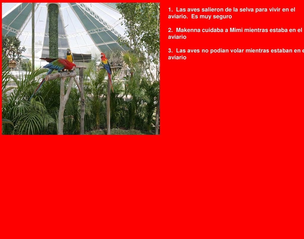 1. Las aves salieron de la selva para vivir en el aviario