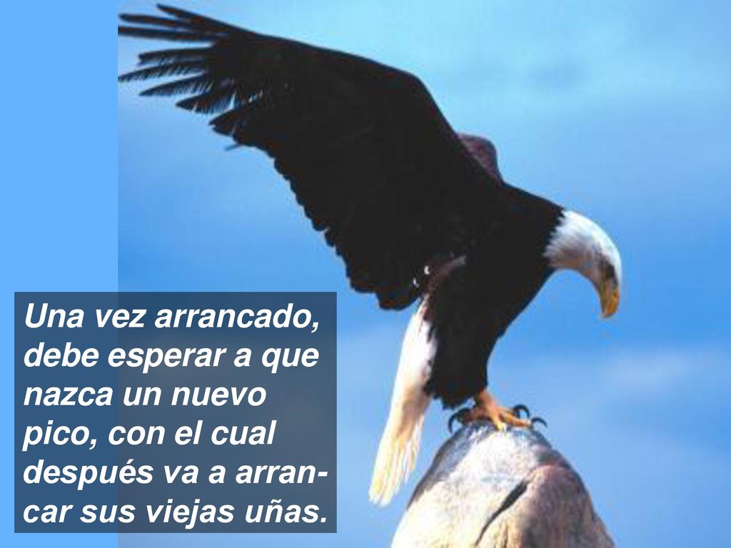 Una vez arrancado, debe esperar a que nazca un nuevo pico, con el cual después va a arran-car sus viejas uñas.