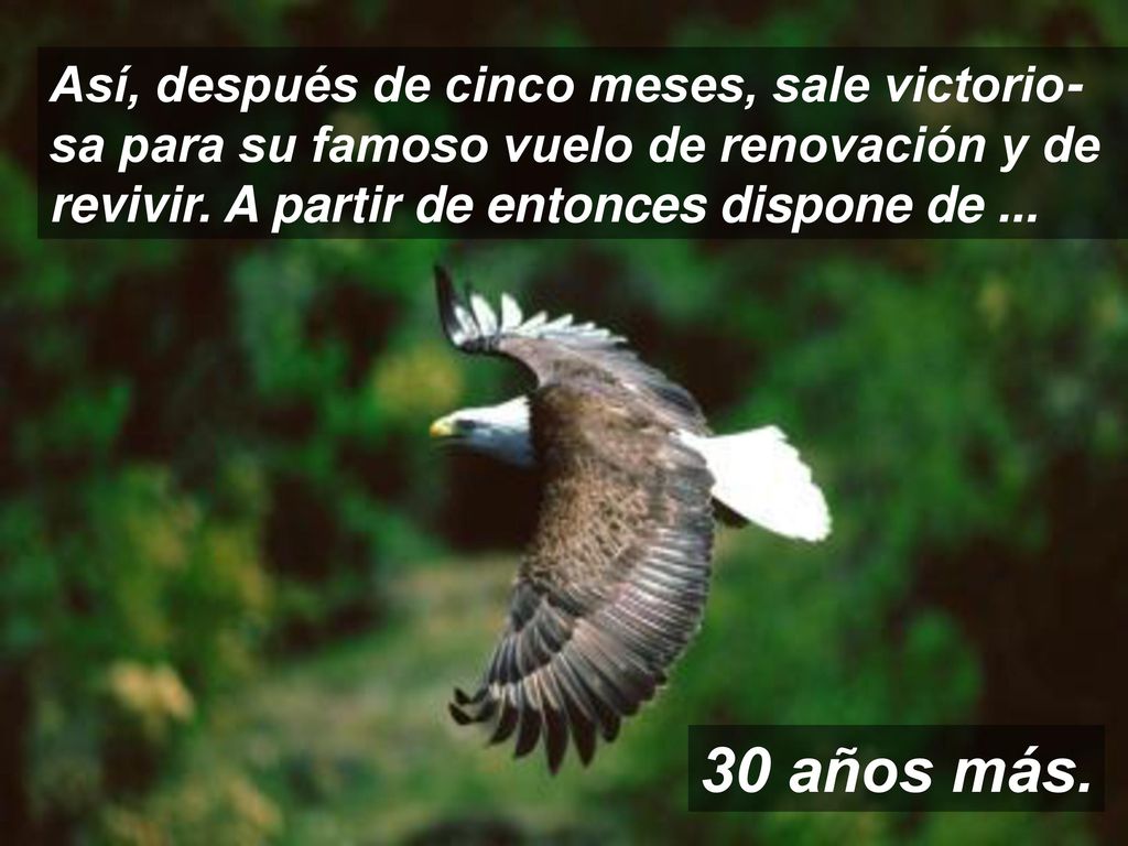 Así, después de cinco meses, sale victorio-sa para su famoso vuelo de renovación y de revivir. A partir de entonces dispone de ...