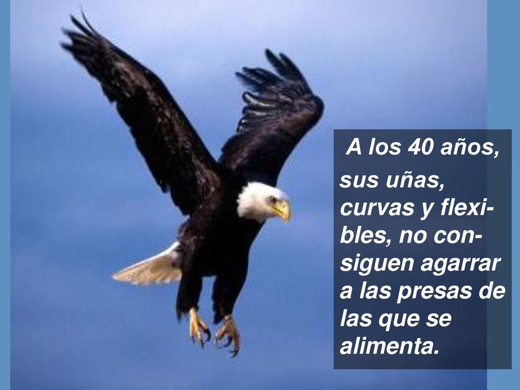 A los 40 años, sus uñas, curvas y flexi-bles, no con-siguen agarrar a las presas de las que se alimenta.