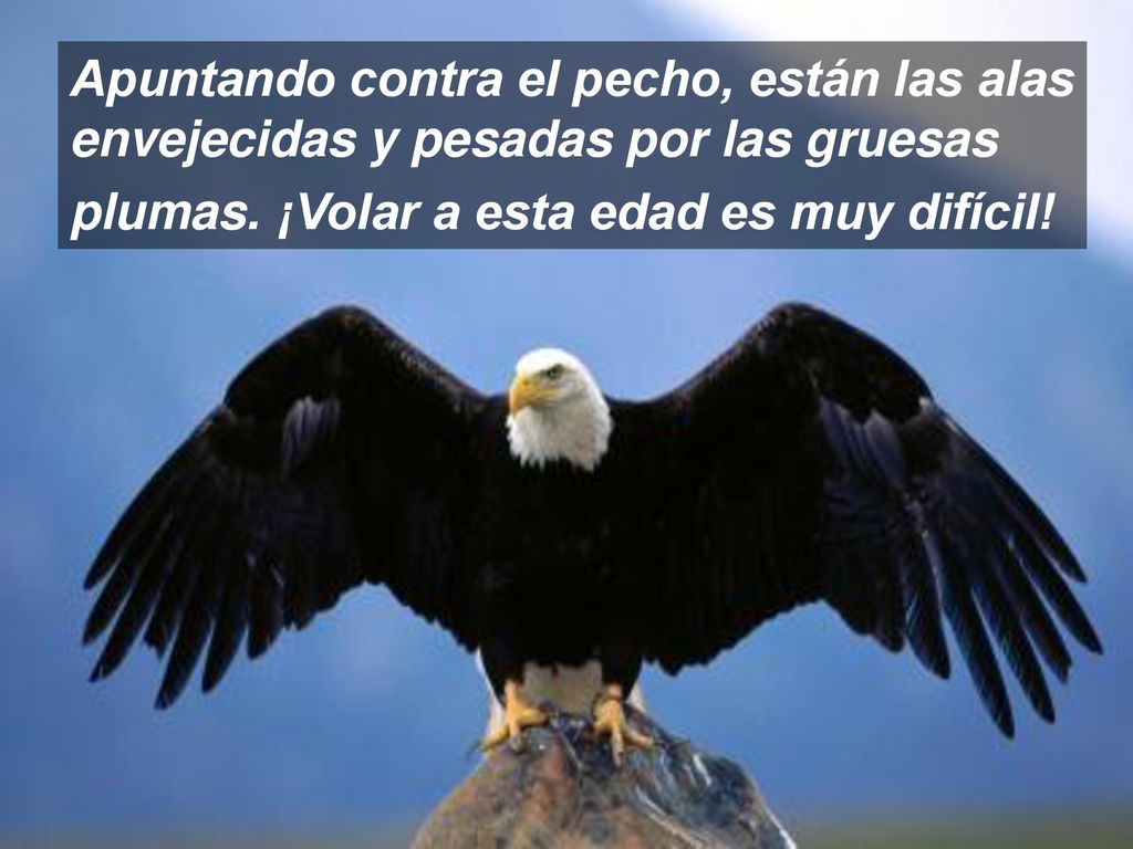 Apuntando contra el pecho, están las alas envejecidas y pesadas por las gruesas plumas.