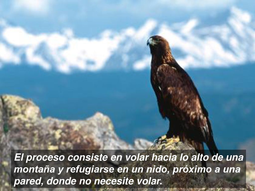 El proceso consiste en volar hacia lo alto de una montaña y refugiarse en un nido, próximo a una pared, donde no necesite volar.