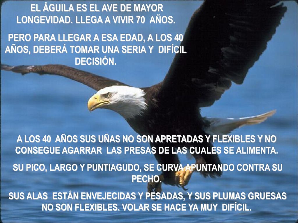 EL ÁGUILA ES EL AVE DE MAYOR LONGEVIDAD. LLEGA A VIVIR 70 AÑOS.