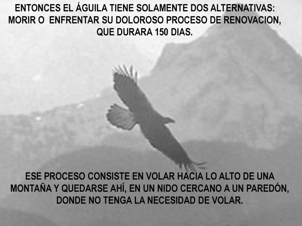 ENTONCES EL ÁGUILA TIENE SOLAMENTE DOS ALTERNATIVAS: MORIR O ENFRENTAR SU DOLOROSO PROCESO DE RENOVACION, QUE DURARA 150 DIAS.