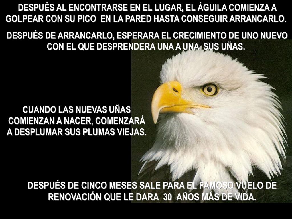 DESPUÉS AL ENCONTRARSE EN EL LUGAR, EL ÁGUILA COMIENZA A GOLPEAR CON SU PICO EN LA PARED HASTA CONSEGUIR ARRANCARLO.