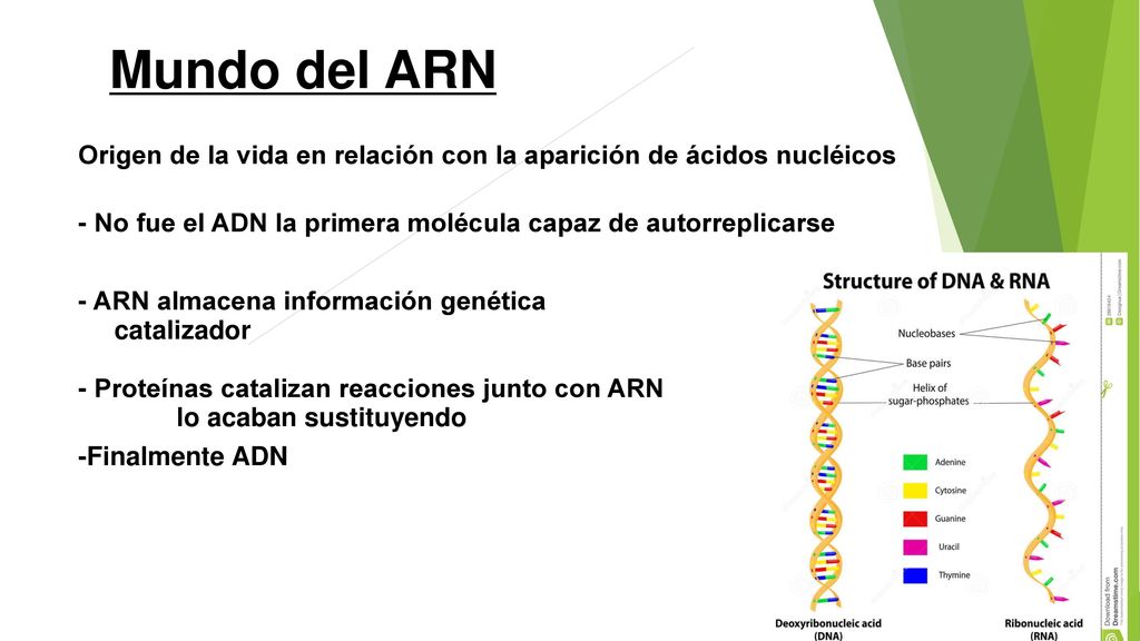 Mundo del ARN Origen de la vida en relación con la aparición de ácidos nucléicos. - No fue el ADN la primera molécula capaz de autorreplicarse.